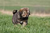 DOGUE DU TIBET 342